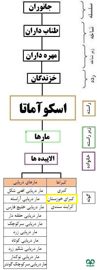 طبقه‌بندی گونه مار کبرای سیاه